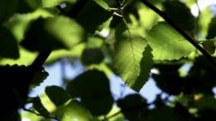 Ennio Morricone - The Green Leaves Of Summer