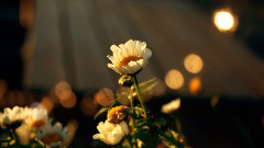 Yanni - The End Of August