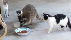 搞笑音乐 - Raccoon Steals Cat Food