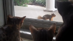 搞笑音乐 - We Love Squirrel