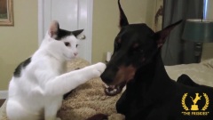 搞笑音乐 - The Kitten And His Doberman