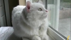 搞笑音乐 - Cat Talking To Birds