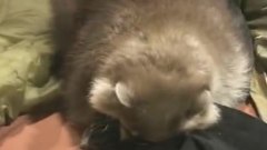搞笑音乐 - Raccoon And Cat Playing