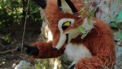 J Rice - The Fox