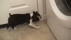 搞笑音乐 - Puppy Vs.Doorstop