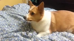 搞笑音乐 - Funny Corgi Begging For Scraps