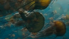 影视原声 - The Birth Of Life