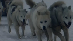 David Guetta,Sia - She Wolf