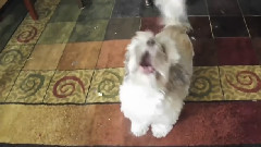 搞笑音乐 - Meet Cody The Screaming Dog
