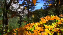 风景,张柏芝,音乐短片 - 任何天气