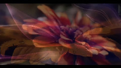 Frederic Delarue - Heart Illumination