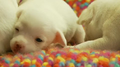 14 Day Old Puppies Fall Asleep On A Blanket
