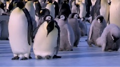 搞笑音乐 - Best Bloopers From Penguins Spy In the Huddle