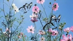 尼玛泽仁·亚东 - 卓玛