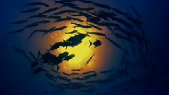 音乐短片,风景 - Tiny Little Bows