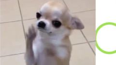 搞笑音乐 - Chihuahua Dances On Hind Legs