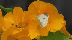 轻音乐 - Butterflies In My Garden