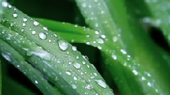 Enya,音乐短片 - A Day Without Rain