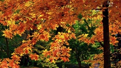 Igor Krutoy - Autumn Sonata