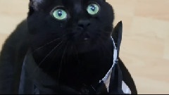 模仿翻唱 - 江南Style