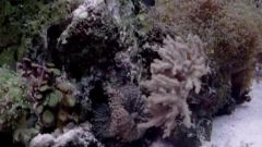 音乐短片,风景 - Cnidarians 海洋刺丝胞动物