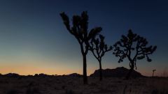轻音乐,音乐短片 - Joshua Tree During The 2013 Perseid Meteor Shower