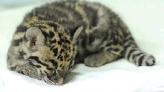 Sleeping Clouded Leopard Cubs