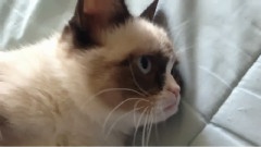 搞笑音乐 - The Original Grumpy Cat