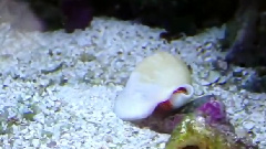 N.E.R.D - Life As A Fish