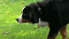 音乐短片,搞笑音乐 - Best Dog Pranks