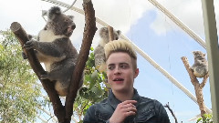 Jedward - 树袋熊