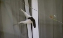 搞笑音乐 - Cat Gets Stuck In Window