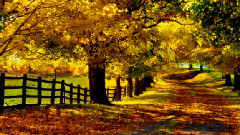 Andre Rieu - Autumn Leaves