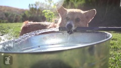 搞笑音乐 - Heavy Metal Corgi Hates Your Face
