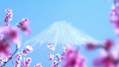 音乐短片,日本群星 - 樱花谣