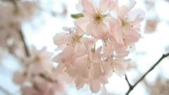 轻音乐 - Classical,The Second Walz