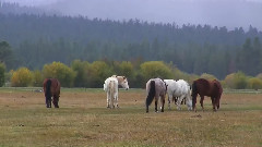 轻音乐 - Black Butte Ranch