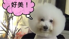 蔡依林 - 大艺术家Andy