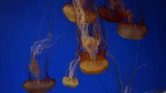Jellyfish And Marine Life