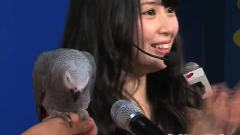 SKE48 - SKE48高柳明音ラジオの公開録音で鳥と漫才?