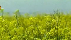 董文华 - 春天的故事