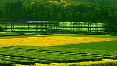 甘萍 - 一个真实的故事