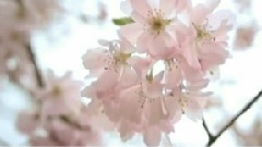 Ennio Morricone - Amore