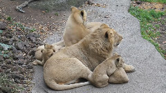 苏黎世动物园的狮子