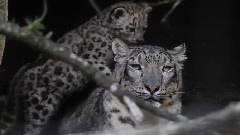 音乐短片 - Snow Leopard Cubs – Zoo Basel