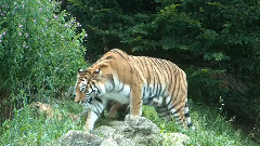 音乐短片 - 苏黎世动物园的的虎宝宝