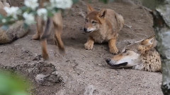 音乐短片 - The Wolfbabys - Zoo Zuerich