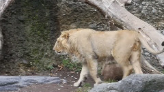 音乐短片 - 苏黎世动物园的狮子