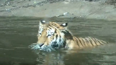 音乐短片 - Wild And Wet Zuerich Zoo