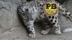 音乐短片 - Playtime for Young Mohan - may 2013